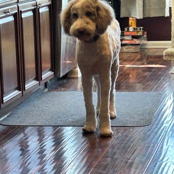 Lucky Puppy Grooming - B Bear - Pet Groomers Near Me - Kennewick, Washington Lucky Puppy Grooming - B Bear - Pet Groomers Near Me - Kennewick, Washington