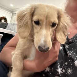 Hands To Paws - NOT how a long haired dachshund should be groomed!!!