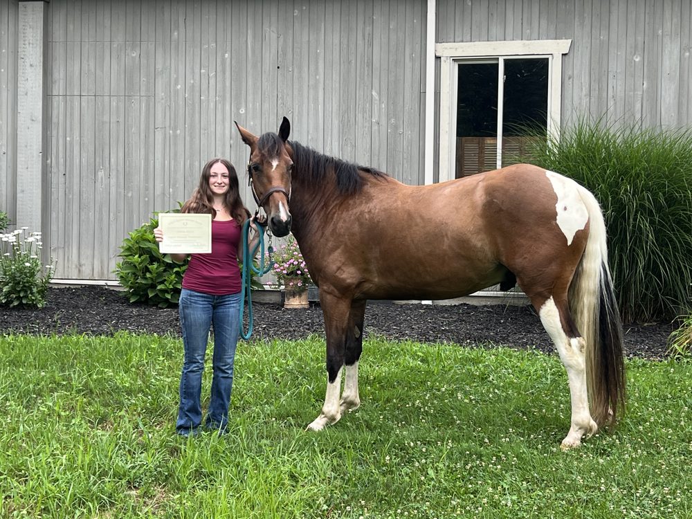 Ellen View Equine - equestrian in Lincoln, VT