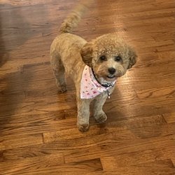 The Polished Pooch - Nip