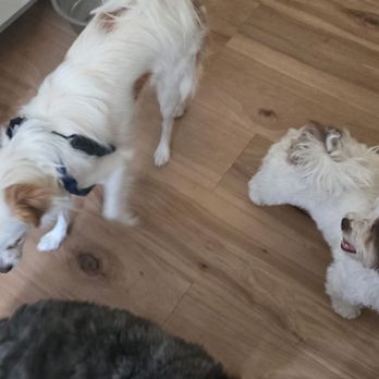Stallion Springs Pet Sitting - Pet Sitting Near Me Stallion Springs Pet Sitting - Pet Sitting Near Me