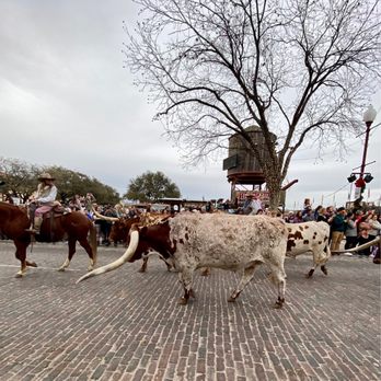 The Stockyards - 12.29.22 Cattle Drive - Local Flavor Near Me - Fort Worth, Texas The Stockyards - 12.29.22 Cattle Drive - Local Flavor Near Me - Fort Worth, Texas