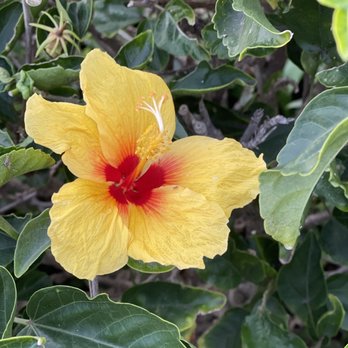 Ichiriki - Hawaii pretty flowers!! - Japanese Near Me - Honolulu, Hawaii Ichiriki - Hawaii pretty flowers!! - Japanese Near Me - Honolulu, Hawaii