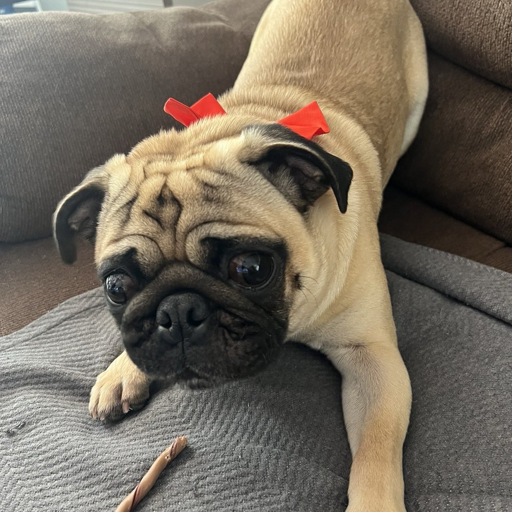 We Groom Pets - Pet Groomers Near Me - Downey, California We Groom Pets - Pet Groomers Near Me - Downey, California
