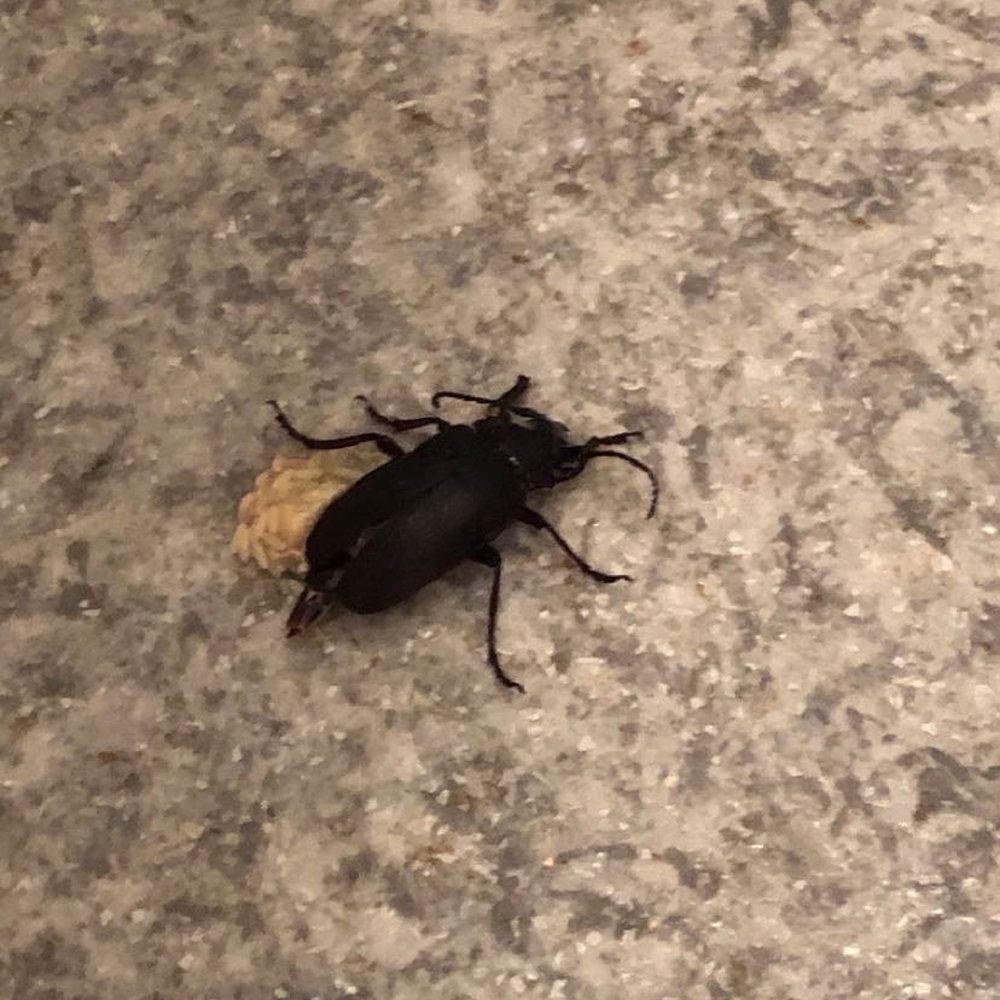 McEnaney's Lincoln Log Colony - Hotels Near Me - Lake George, New York McEnaney's Lincoln Log Colony - Hotels Near Me - Lake George, New York