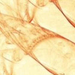 Inner Fire Healing Arts