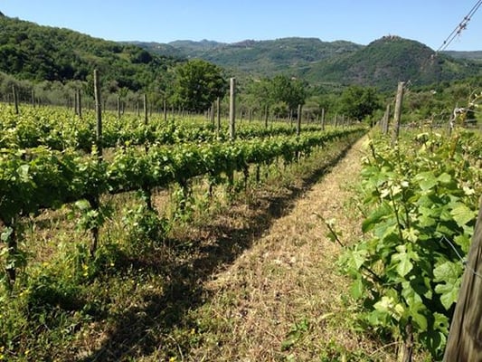 Castello Di Potentino by null
