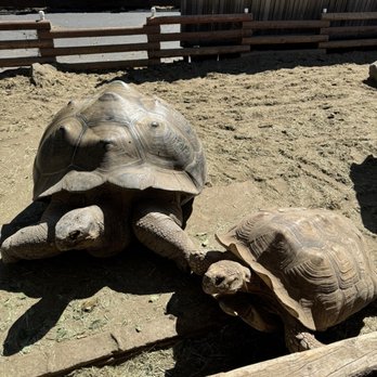The Tortoise Home Campbell - Attraction Farms Near Me - Campbell, California