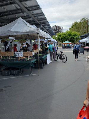 Rose Garden Farmer's Market by null