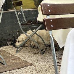 L'unico - Sweetest pup that maybe belongs to the owner?!