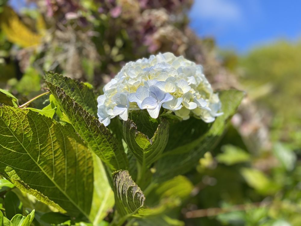 KALALAU LOOKOUT Updated September 2024 286 Photos & 34 Reviews