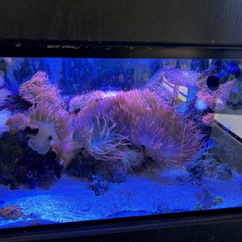 Elegant Reef - Tropical Fish Studio - Aquarium Services Near Me - San Antonio, Texas Elegant Reef - Tropical Fish Studio - Aquarium Services Near Me - San Antonio, Texas