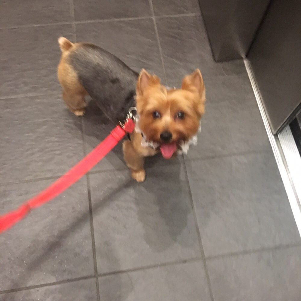 VIP Pet Elite - After! - Pet Groomers Near Me - Alexandria, Virginia VIP Pet Elite - After! - Pet Groomers Near Me - Alexandria, Virginia