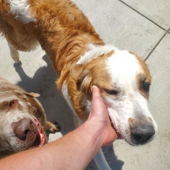 Doggie Days - Pet Boarding Near Me - Carson City, Nevada Doggie Days - Pet Boarding Near Me - Carson City, Nevada
