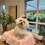 Mary's Pet Salon