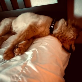 Bluebonnet Bunk'n Biscuit - Comatose Chelsea and her "noodle neck" after a long day at doggy daycare. - Pet Groomers Near Me - Selma, Texas