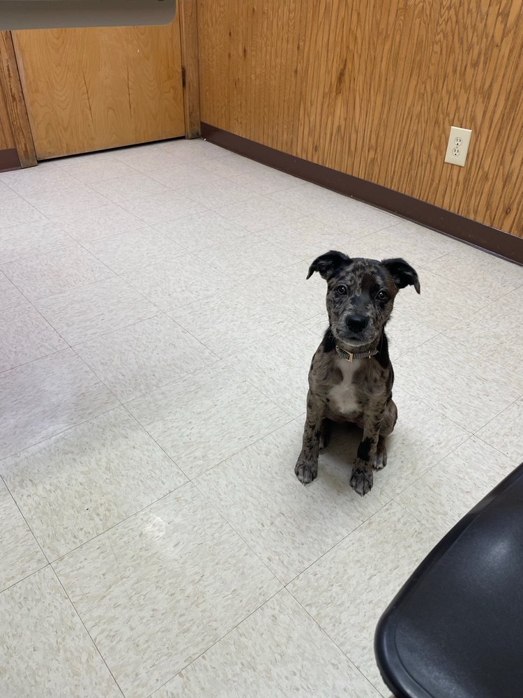 BATTLE GROUND VETERINARY CLINIC Updated September 2024 4410 Swisher