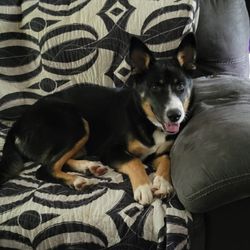 Crestview Veterinary Hospital - German Shepherd/Blue Heeler