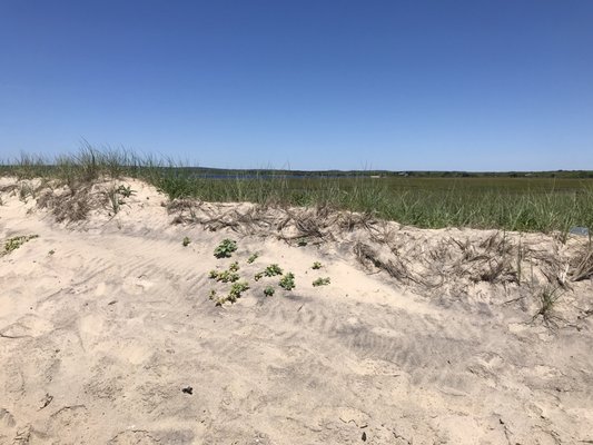 Long Point Wildlife Refuge by null
