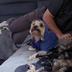 Affordable Veterinary Care - Few days after his meds started to help him feel better.