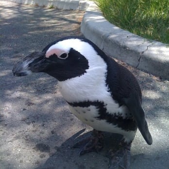 Six Flags Discovery Kingdom - S. African Penguin - Amusement Parks Near Me - Vallejo, California Six Flags Discovery Kingdom - S. African Penguin - Amusement Parks Near Me - Vallejo, California