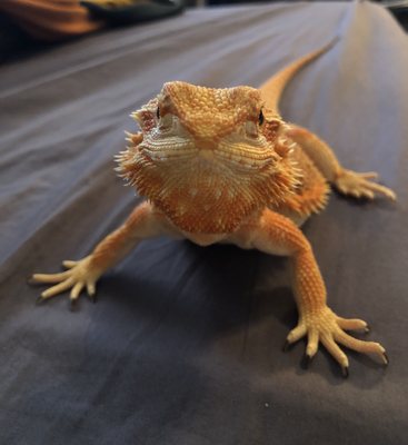 ARIZONA REPTILE CENTER - 29 Photos & 64 Reviews - 2025 W Broadway Rd