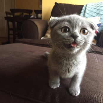 My Scottish Fold - Rowena - Pet Breeders Near Me