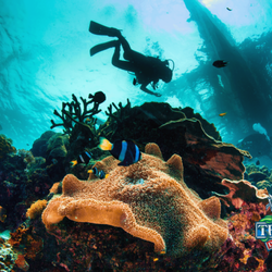 Trilogy Dive Center