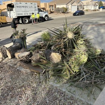 TreePros - Tree Services Near Me - Albuquerque, New Mexico