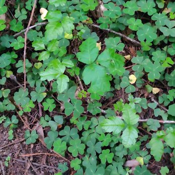 Humboldt Redwoods State Park - Be sure to watch out for poison oak! "Leaves of three, let them be"!! - Parks Near Me - Weott, California Humboldt Redwoods State Park - Be sure to watch out for poison oak! "Leaves of three, let them be"!! - Parks Near Me - Weott, California