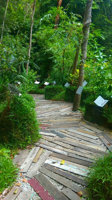 Tropical Spice Garden by null