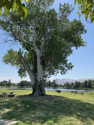 Avocado Lake Park by null