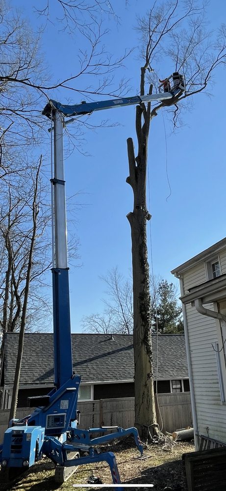 Adam's Tree Service - tree service in South Windsor, CT