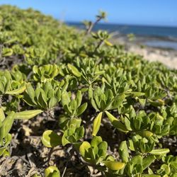 Ka'ena Point Trail Hike - Beautiful plants