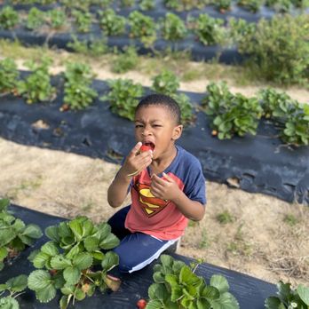 Mitcham Farm - Kai Kai sneaking one! - Attraction Farms Near Me - Oxford, Georgia Mitcham Farm - Kai Kai sneaking one! - Attraction Farms Near Me - Oxford, Georgia