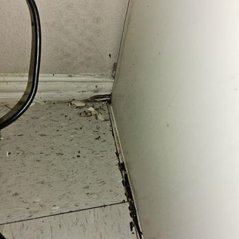Beeline Pest Control - Presence of termites behind washer and dryer. - Pest Control Near Me - San Antonio, Texas