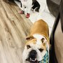 Photo of WellHaven Pet Health