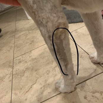 The Paw Spa - Botched haircut... random bald spot!!! - Pet Groomers Near Me - Corona, California