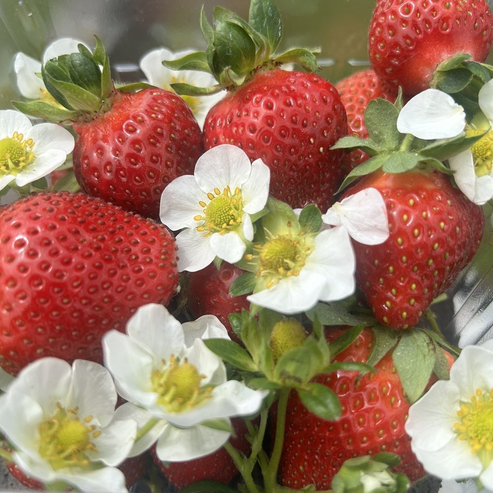 Donaldson Farms - Strawberry picking - Fruits & Veggies Near Me - Hackettstown, New Jersey