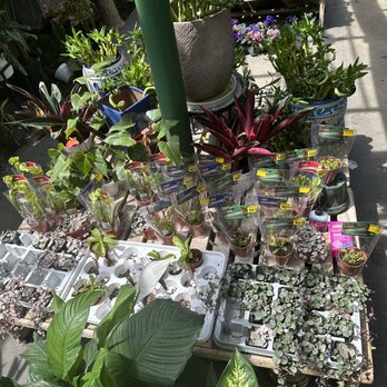 Green Thumb Nursery - And most recently, they restocked with Sarracenia, Drosera, and Dionaea - Nurseries & Gardening Near Me - Canoga Park, California