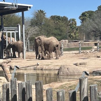 Reid Park Zoo - Elephants - Zoos Near Me - Tucson, Arizona