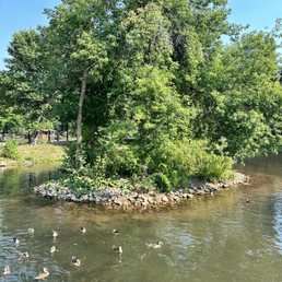 Ducks Ducks