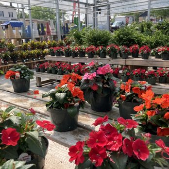 White Oak Garden Center - Lovely color - Nurseries & Gardening Near Me - Cincinnati, Ohio White Oak Garden Center - Lovely color - Nurseries & Gardening Near Me - Cincinnati, Ohio