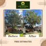 Photo of Joey's Tree Service