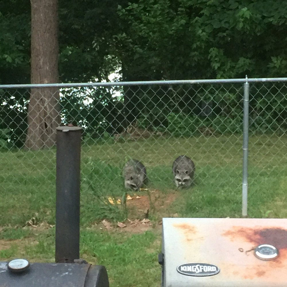 Lake Elmdale - Lots of coons - Boating Near Me - Elm Springs, Arkansas Lake Elmdale - Lots of coons - Boating Near Me - Elm Springs, Arkansas