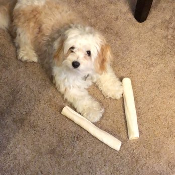 The Pet Fair - This was Remy before his hair cut- you can see they did an amazing job with him! - Pet Sitting Near Me - Columbia, Missouri The Pet Fair - This was Remy before his hair cut- you can see they did an amazing job with him! - Pet Sitting Near Me - Columbia, Missouri