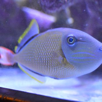 Ocean Devotion - Male Crosshatch, nough said..... - Local Fish Stores Near Me Ocean Devotion - Male Crosshatch, nough said..... - Local Fish Stores Near Me