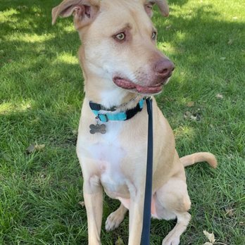 Bad Dog Good Dog - Pet Training Near Me - Las Vegas, Nevada Bad Dog Good Dog - Pet Training Near Me - Las Vegas, Nevada