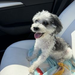 Happy Tails Veterinary Hospital - Magic on his way to Happy Tails