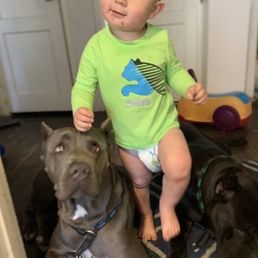 bay area k9 training